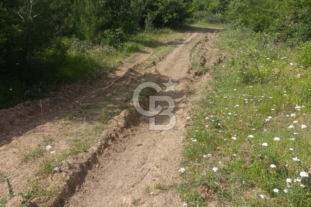 BİGA GEMİCİKIRI KÖYÜ FIRSAT SATILIK BAĞ