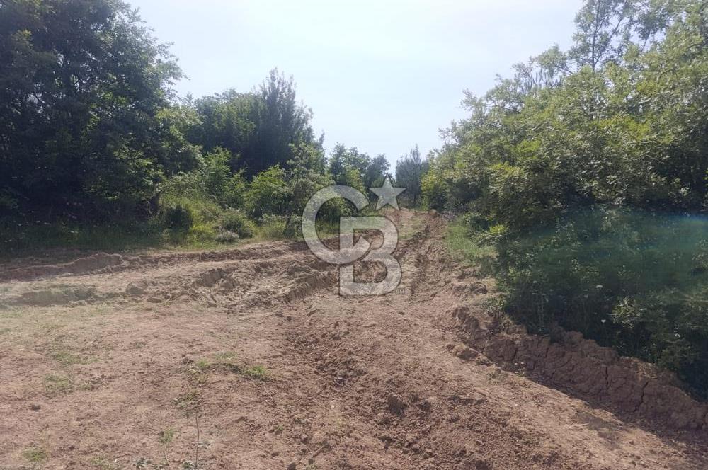BİGA GEMİCİKIRI KÖYÜ FIRSAT SATILIK BAĞ