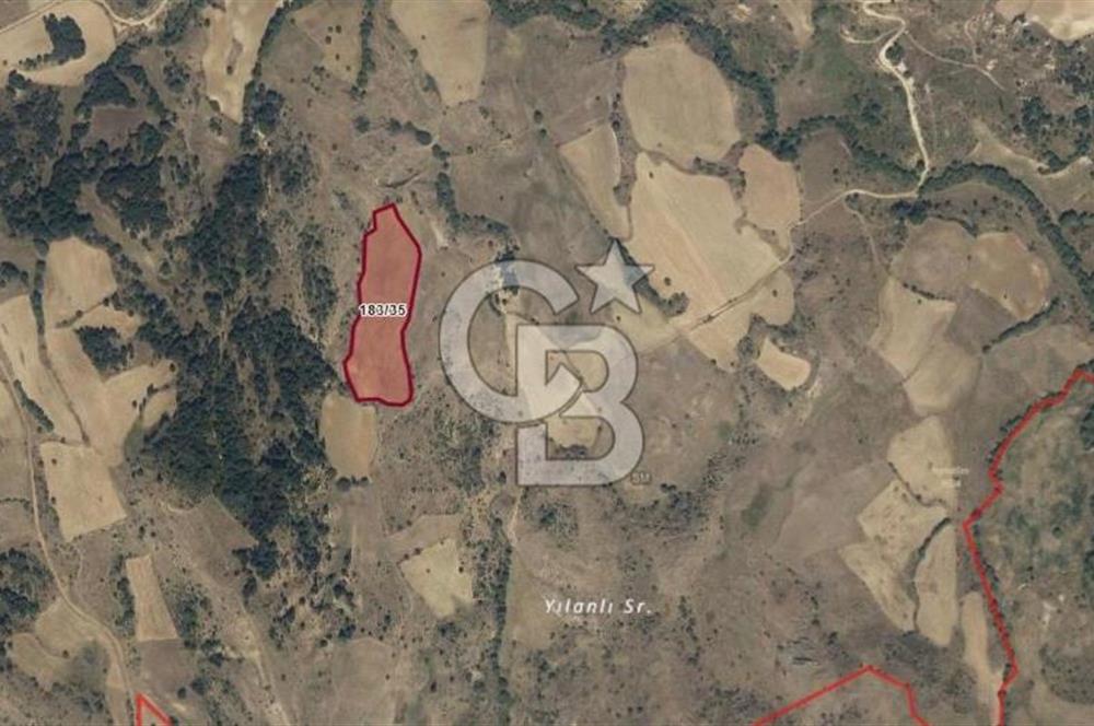 UŞAKTA YATIRIMLIK 20 DÖNÜM TARLA