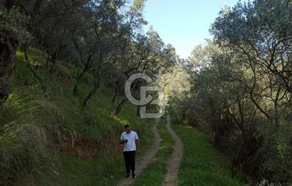 Bayındır/Kızıloba da Dere Kenarında Satılık Zeytinlik