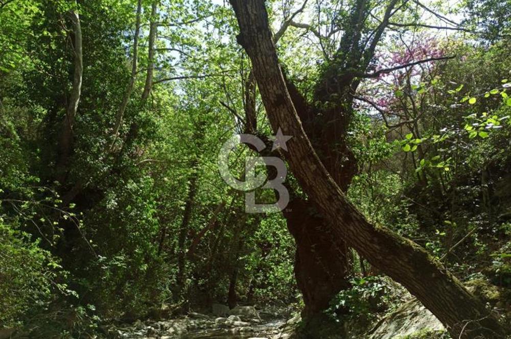 Bayındır/Kızıloba da Dere Kenarında Satılık Zeytinlik