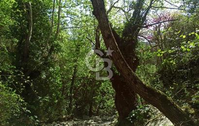 Bayındır/Kızıloba da Dere Kenarında Satılık Zeytinlik