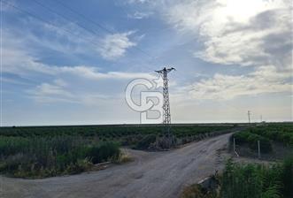 ADANA KARATAŞ İSAHACILI SATILIK BAHÇE