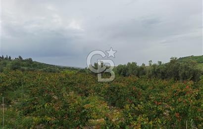 MERSİN TARSUS KARADİKEN SATILIK BAHÇE