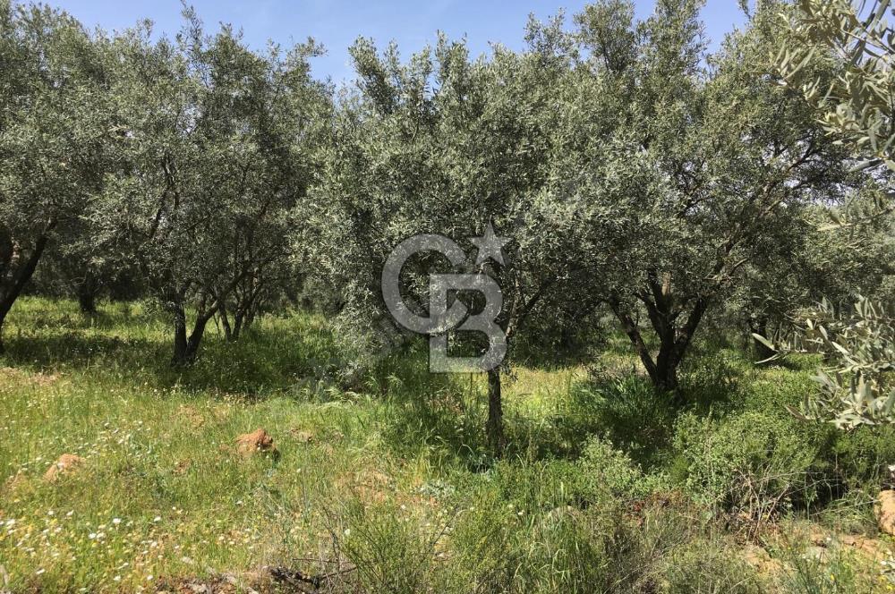 Aydın Karacasu Büyükdağlı  mevkinde satılık hisseli tarla 