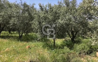 Aydın Karacasu Büyükdağlı  mevkinde satılık hisseli tarla 