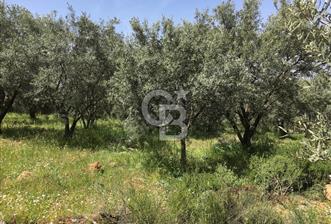 Aydın Karacasu Büyükdağlı  mevkinde satılık hisseli tarla 