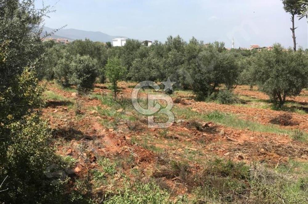 Aydın Karacasu Büyükdağlı  mevkinde satılık hisseli tarla 