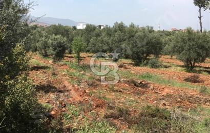 Aydın Karacasu Büyükdağlı  mevkinde satılık hisseli tarla 