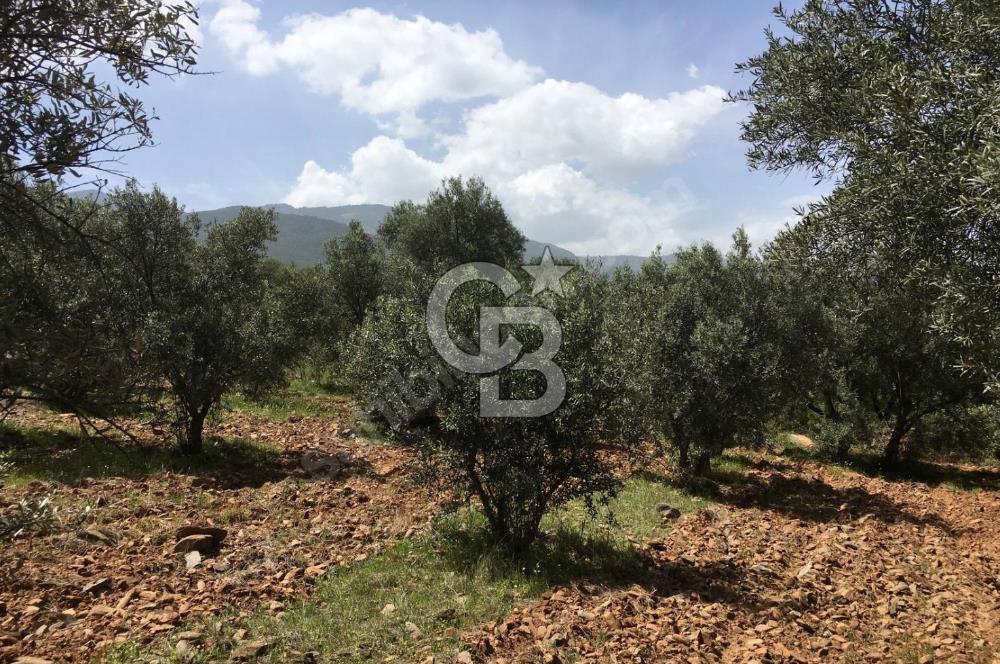 Aydın Karacasu Büyükdağlı  mevkinde satılık hisseli tarla 