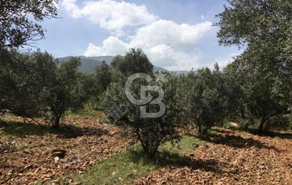 Aydın Karacasu Büyükdağlı  mevkinde satılık hisseli tarla 