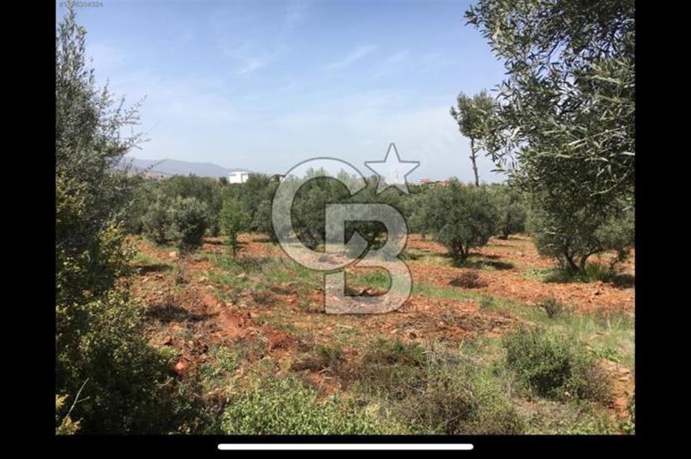 Aydın Karacasu Büyükdağlı  mevkinde satılık hisseli tarla 