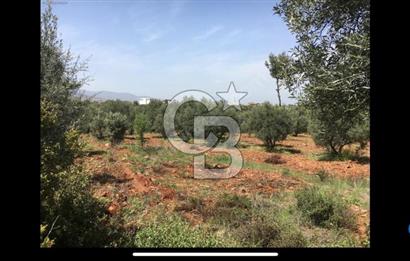 Aydın Karacasu Büyükdağlı  mevkinde satılık hisseli tarla 