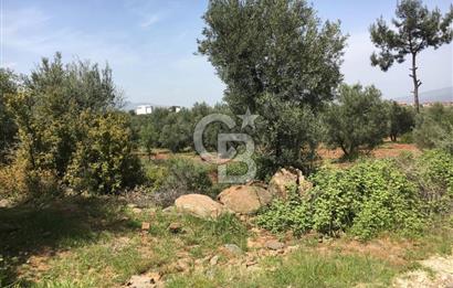Aydın Karacasu Büyükdağlı  mevkinde satılık hisseli tarla 