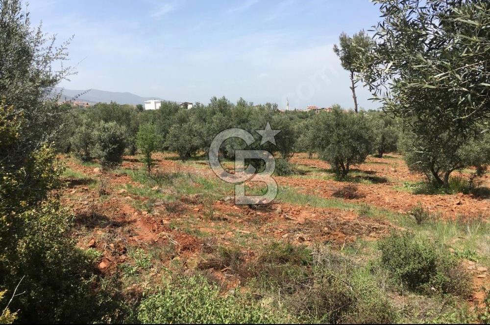 Aydın Karacasu Büyükdağlı  mevkinde satılık hisseli tarla 