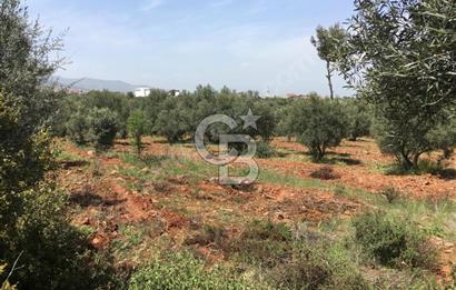 Aydın Karacasu Büyükdağlı  mevkinde satılık hisseli tarla 