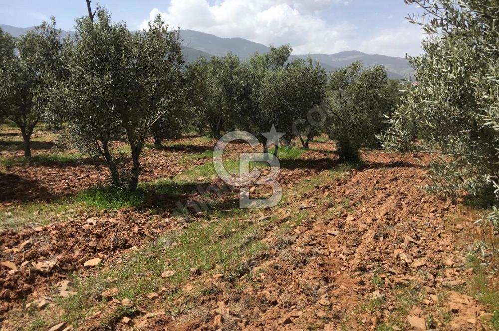 Aydın Karacasu Büyükdağlı  mevkinde satılık hisseli tarla 