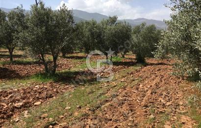 Aydın Karacasu Büyükdağlı  mevkinde satılık hisseli tarla 