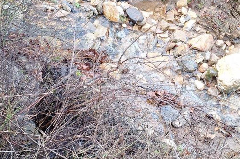 Muğla Yatağan Zeytinköy Kocaarmut Mevkiinde Satılık Verimli Zeytinlik