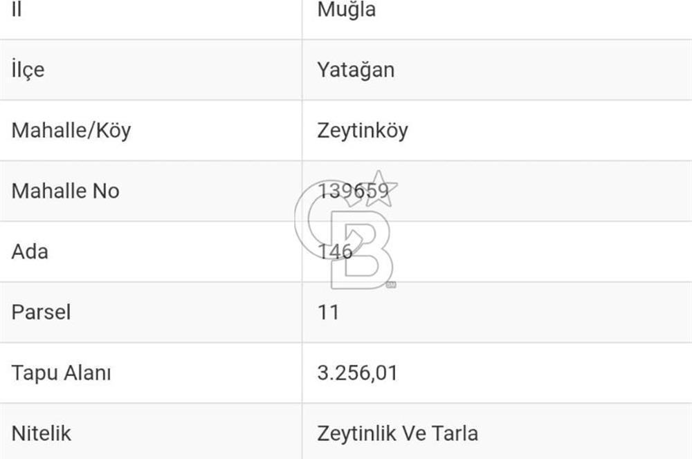 Muğla Yatağan Zeytinköy Kocaarmut Mevkiinde Satılık Verimli Zeytinlik