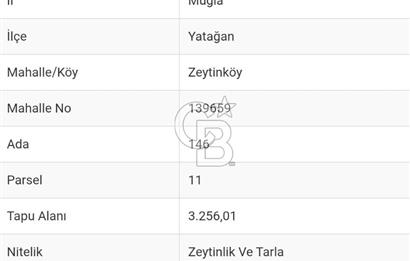 Muğla Yatağan Zeytinköy Kocaarmut Mevkiinde Satılık Verimli Zeytinlik