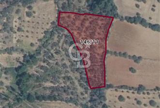 Muğla Yatağan Zeytinköy Kocaarmut Mevkiinde Satılık Verimli Zeytinlik