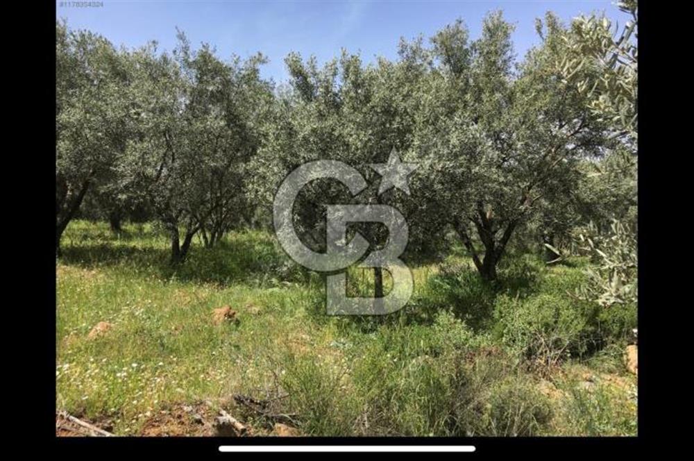 Aydın Karacasu Büyükdağlı  mevkinde satılık hisseli tarla 