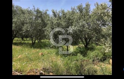 Aydın Karacasu Büyükdağlı  mevkinde satılık hisseli tarla 
