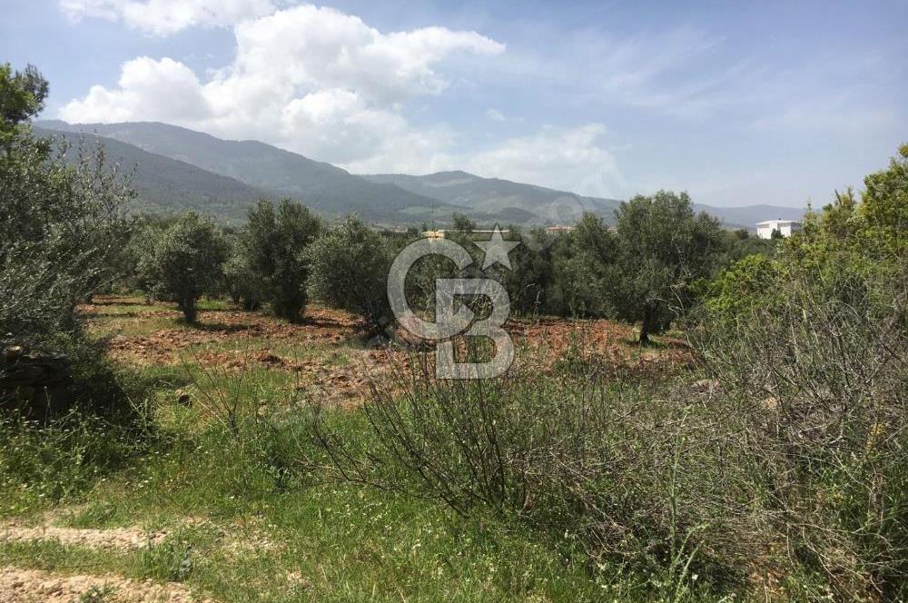Aydın Karacasu Büyükdağlı  mevkinde satılık hisseli tarla 