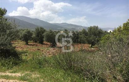 Aydın Karacasu Büyükdağlı  mevkinde satılık hisseli tarla 