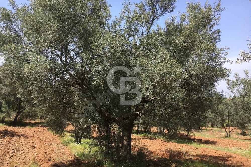 Aydın Karacasu Büyükdağlı  mevkinde satılık hisseli tarla 