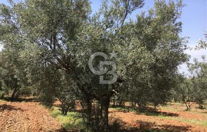 Aydın Karacasu Büyükdağlı  mevkinde satılık hisseli tarla 