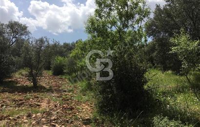 Aydın Karacasu Büyükdağlı  mevkinde satılık hisseli tarla 