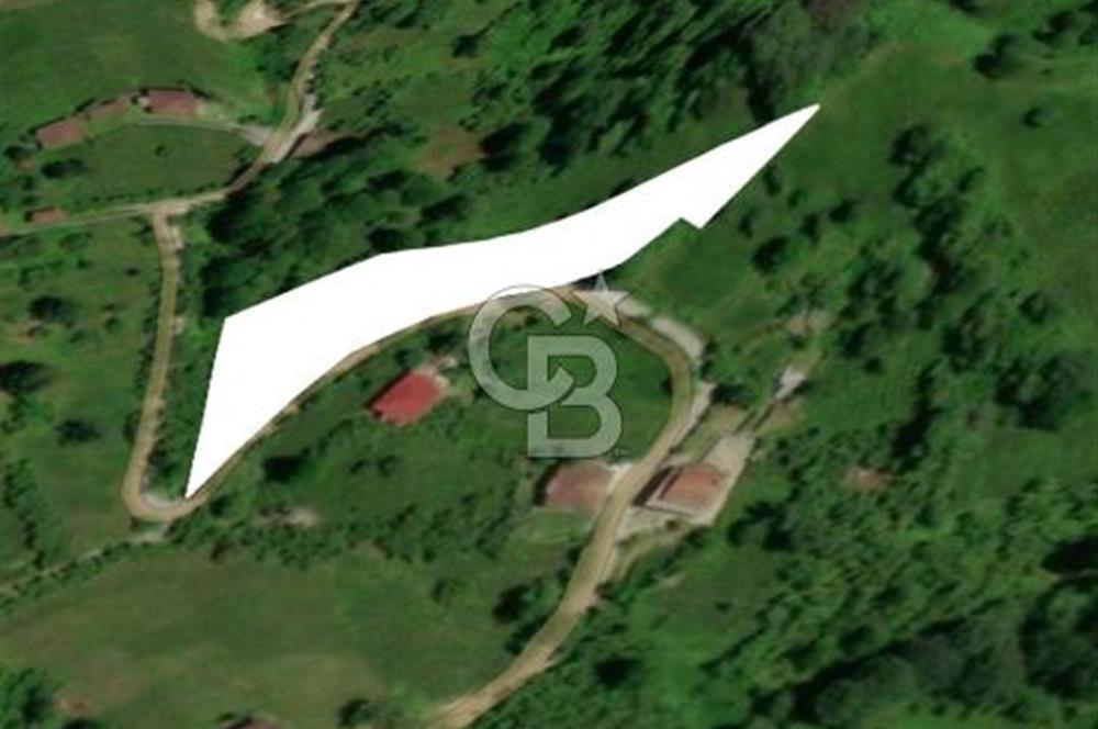 Artvin Arhavi Derecik Köyünde 2905 M² Satılık Fındıklık