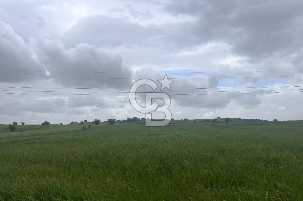 BALIKESİR KARESİ NAİPLİ'DE YOLA CEPHE, EMSALSİZ TARLA! 21.330 m2
