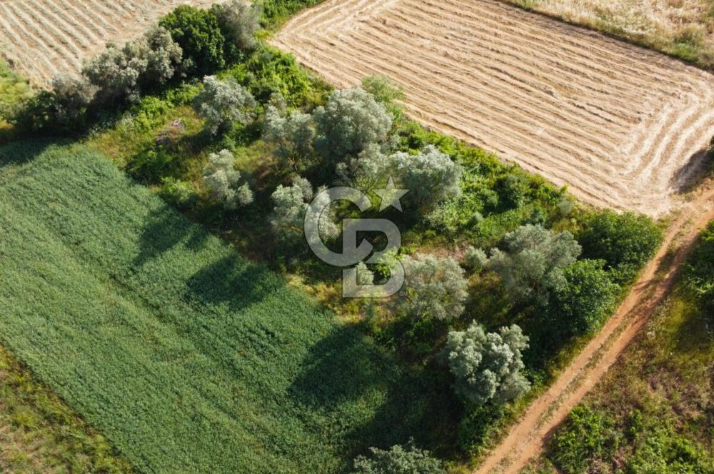 Çanakkale Lapseki Dışbudak Köyü 524 m² Yolu Olan Satılık Tarla