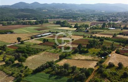 Çanakkale Lapseki Dışbudak Köyü 983 m² Yolu Olan Satılık Tarla