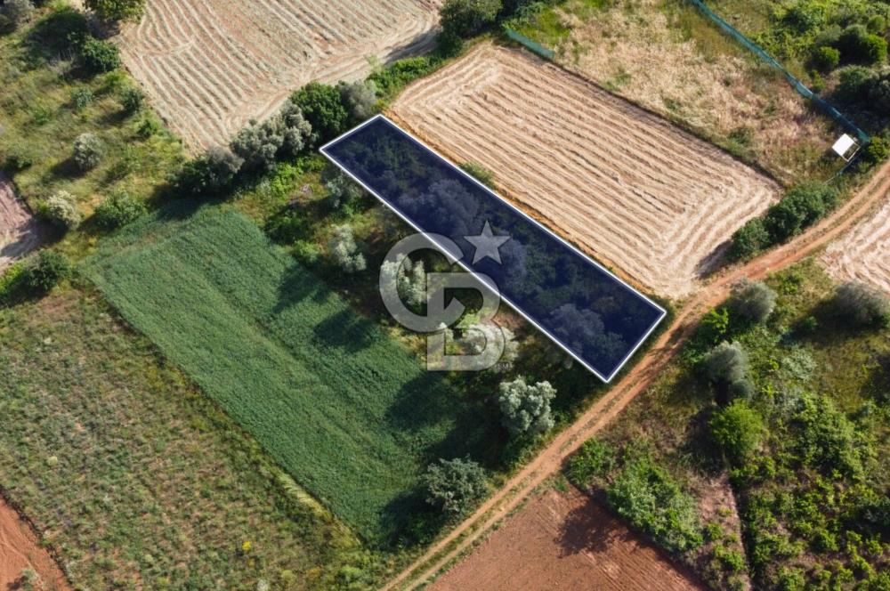 Çanakkale Lapseki Dışbudak Köyü 524 m² Yolu Olan Satılık Tarla