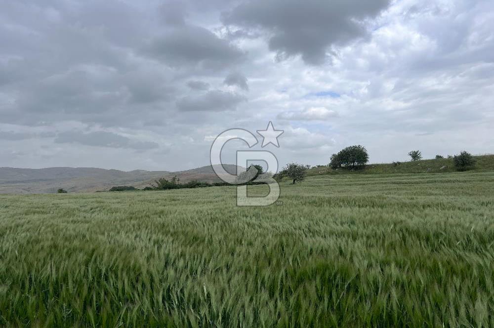 BALIKESİR KARESİ KÖTEYLİ'DE SATILIK TARLA..! 6.344 m2