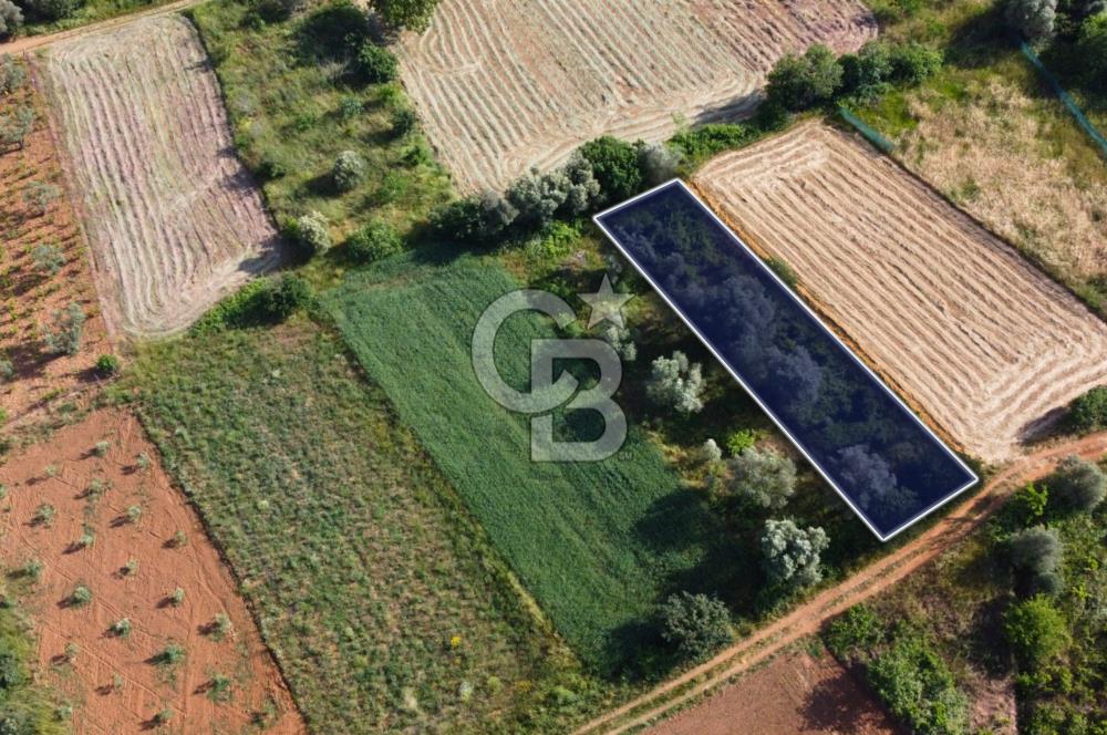 Çanakkale Lapseki Dışbudak Köyü 524 m² Yolu Olan Satılık Tarla