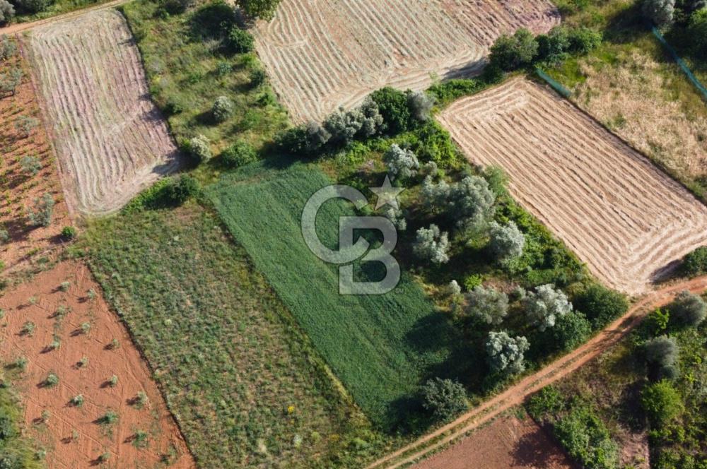 Çanakkale Lapseki Dışbudak Köyü 524 m² Yolu Olan Satılık Tarla