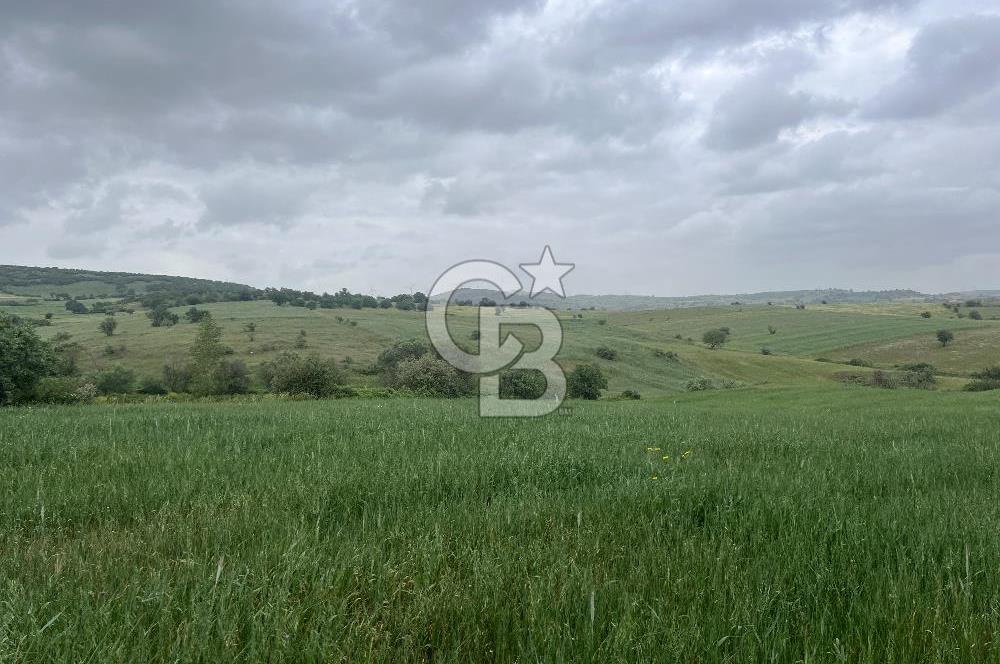 BALIKESİR KARESİ KALAYCILAR'DA SATILIK TARLA..! 11.609 m2