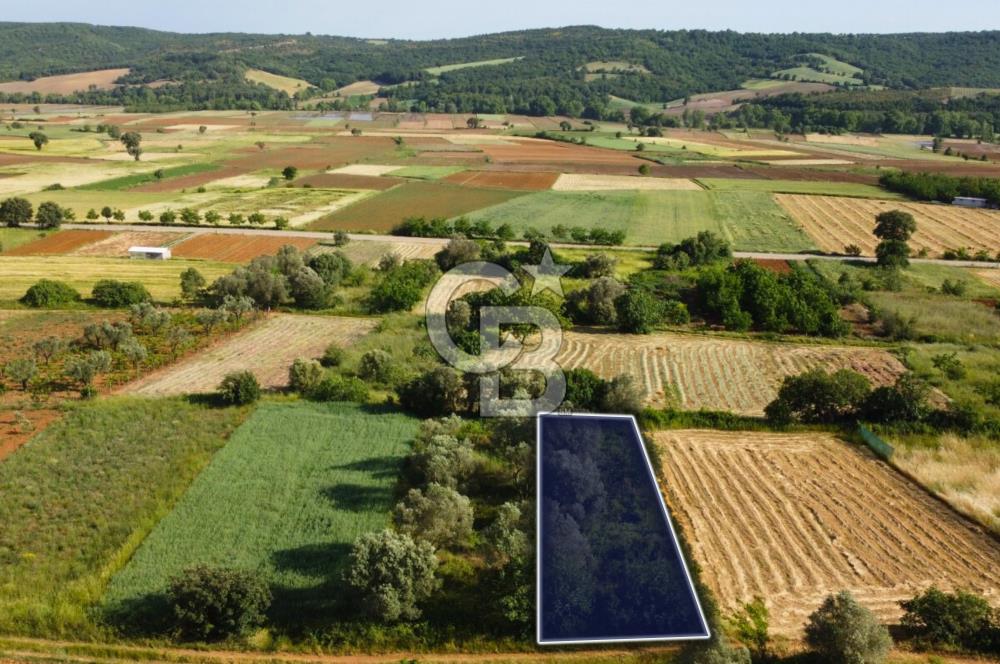 Çanakkale Lapseki Dışbudak Köyü 524 m² Yolu Olan Satılık Tarla