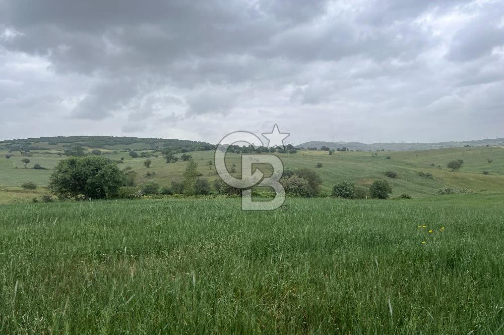 BALIKESİR KARESİ KALAYCILAR'DA SATILIK TARLA..! 11.609 m2
