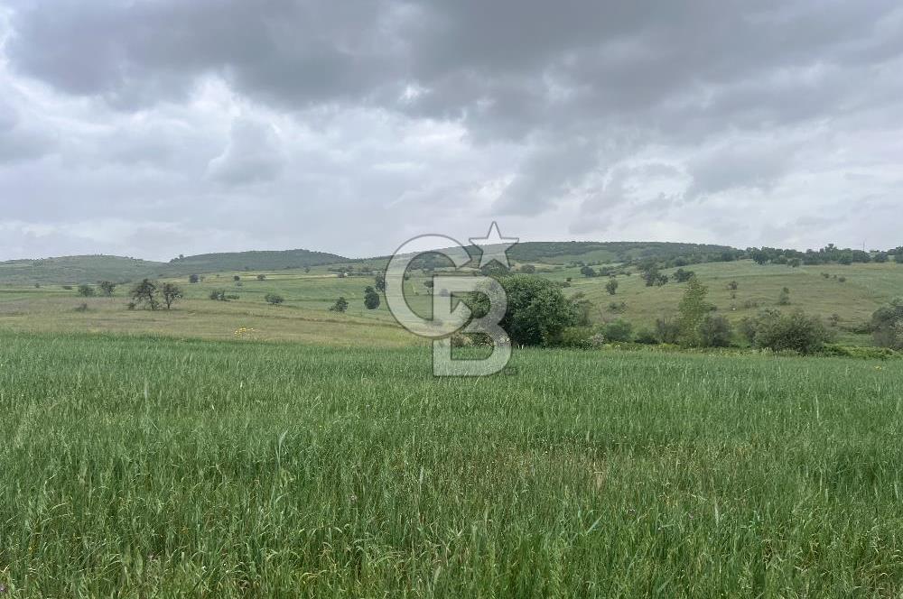 BALIKESİR KARESİ KALAYCILAR'DA SATILIK TARLA..! 11.609 m2