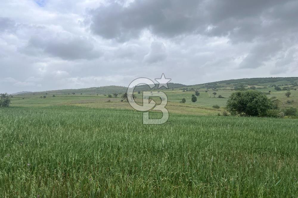 BALIKESİR KARESİ KALAYCILAR'DA SATILIK TARLA..! 11.609 m2