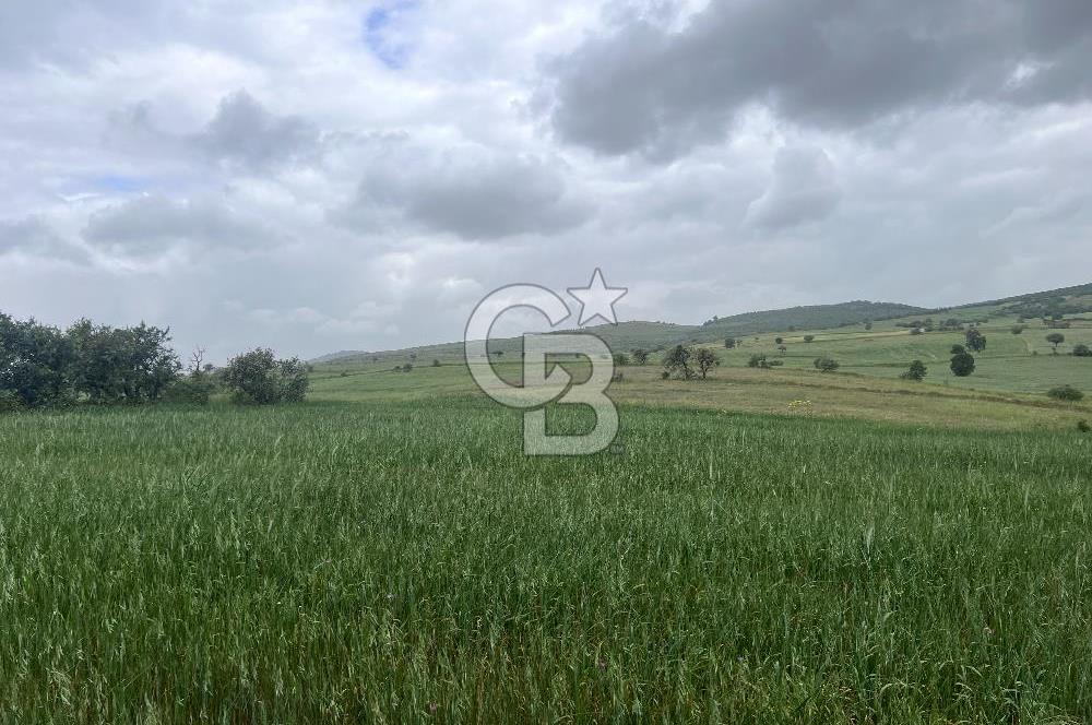 BALIKESİR KARESİ KALAYCILAR'DA SATILIK TARLA..! 11.609 m2