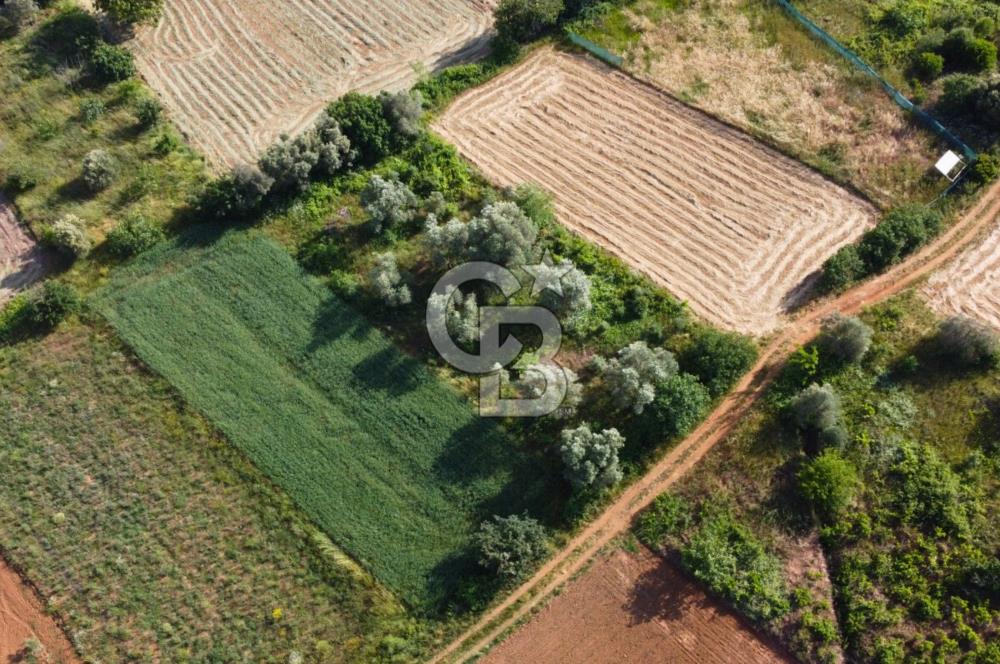 Çanakkale Lapseki Dışbudak Köyü 524 m² Yolu Olan Satılık Tarla