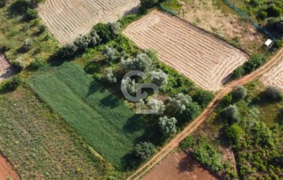 Çanakkale Lapseki Dışbudak Köyü 524 m² Yolu Olan Satılık Tarla