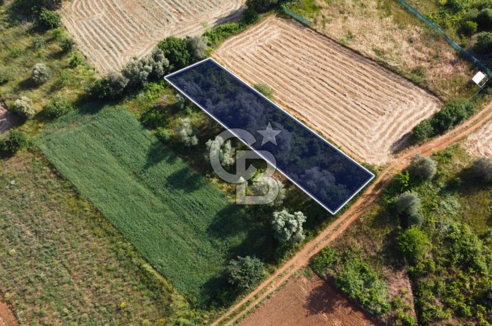 Çanakkale Lapseki Dışbudak Köyü 524 m² Yolu Olan Satılık Tarla